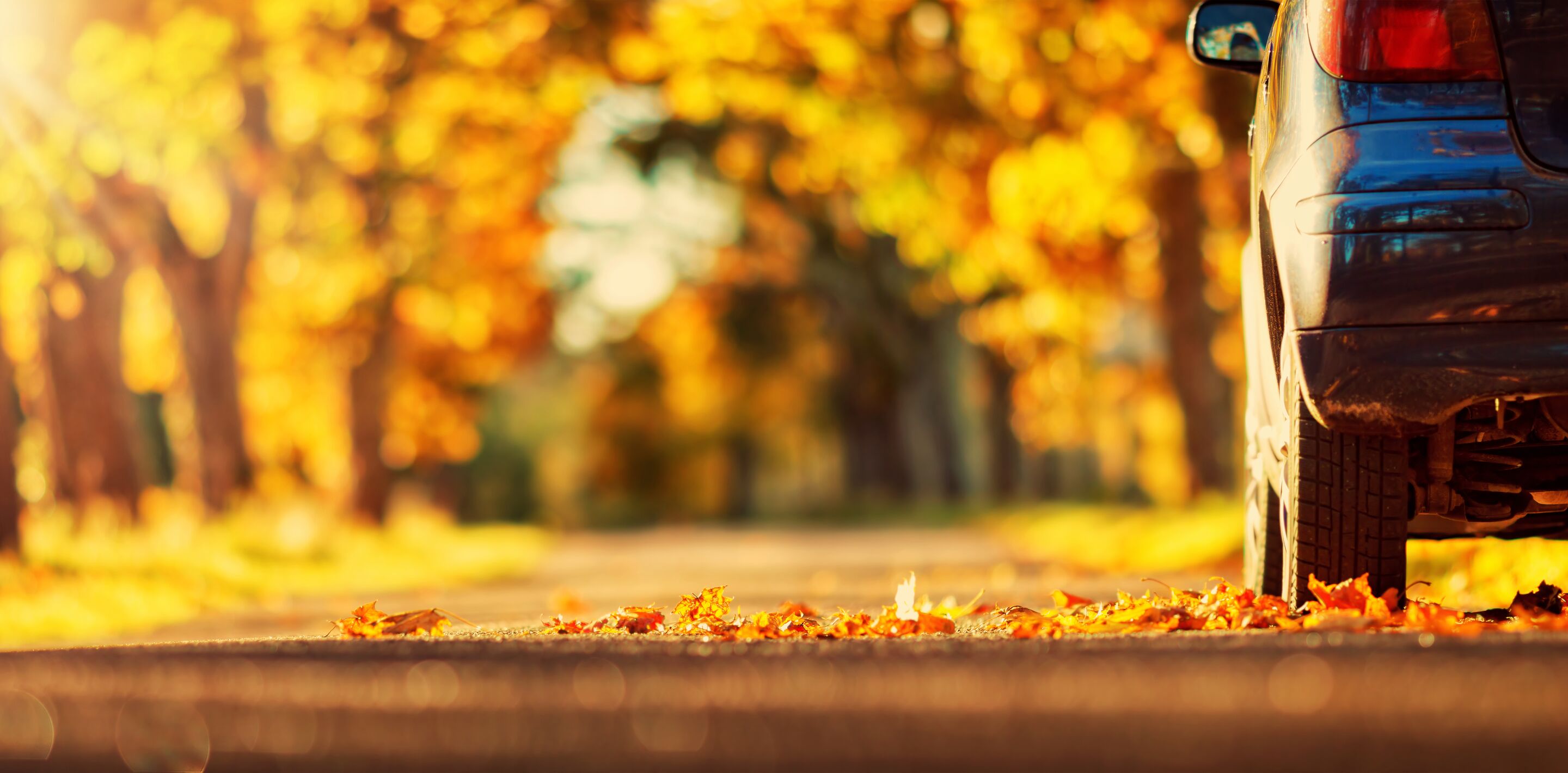 veilig autorijden herfst