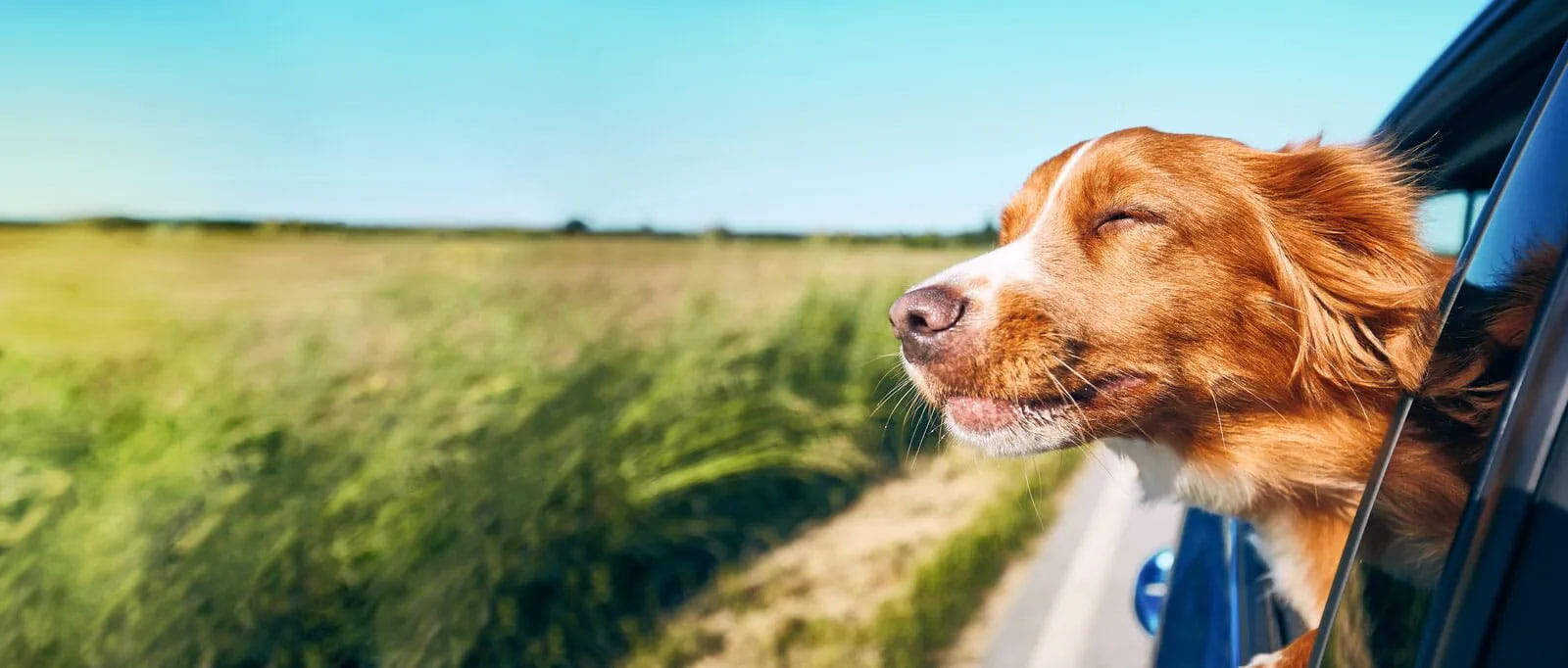 Dog-leaning-out-of-car-window